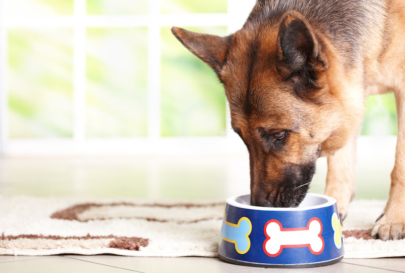 Photo ©BigStockPhoto.com Even if a pet is not showing clinical signs of aging, practitioners are able to discuss prevention through their guidance on nutrition. Photo ©BigStockPhoto.com