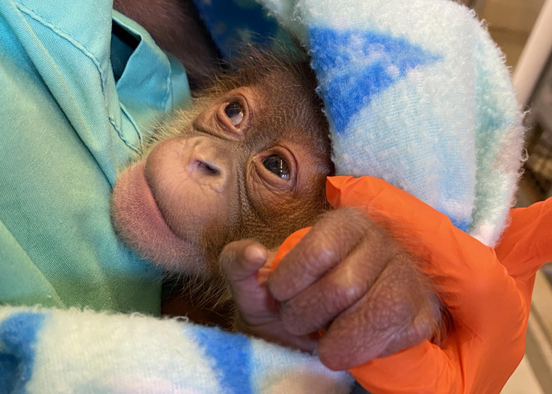 A critically endangered Sumatran orangutan has birthed a healthy male infant at Audubon Zoo in New Orleans. Photo courtesy Audubon Zoo