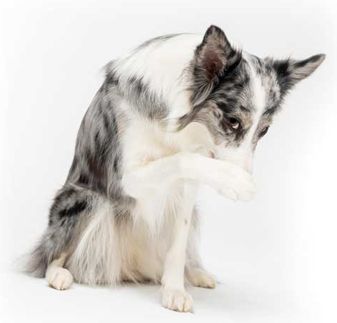 Photo ©BigStockPhoto.com If we, as veterinary professionals, feel guilty about not following ideal protocols in our own pets’ health, it stands to reason our clients are experiencing the same emotions. Photo ©BigStockPhoto.com