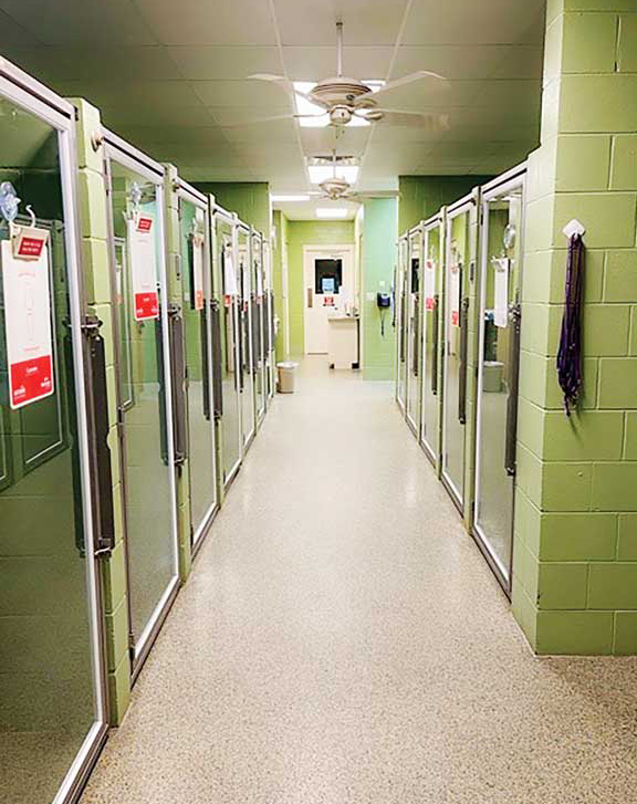 Services you might offer include play time, quiet time, peanut treats, yappy hour, warm blankets, meow time, and more. The extra touches make the animals happy and their owners feel like their pets are in a safe, secure place. PHOTO COURTESY EMILY SHIVER