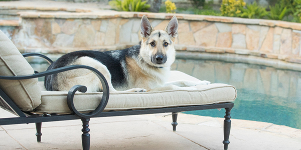 Dog survives 400-ft fall, wins oddest pet insurance claim of the year