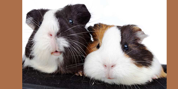 Guinea pig essentials for general practitioners