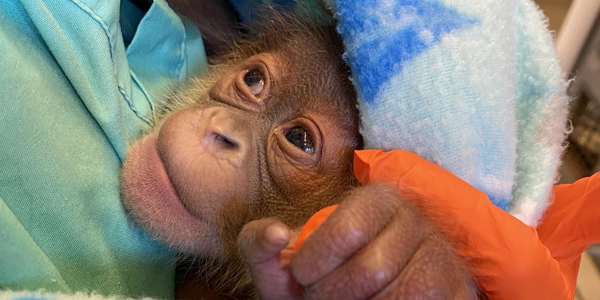 Endangered orangutan gives birth at New Orleans zoo
