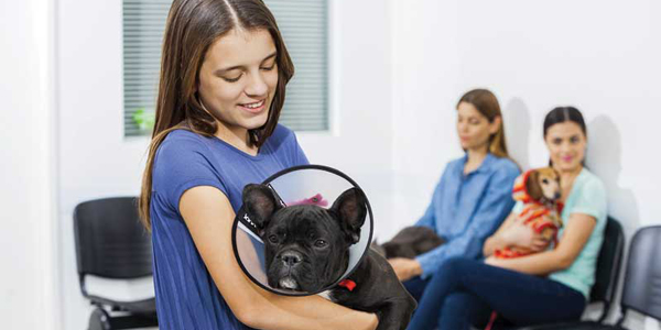 No more cone of shame: The E-collar has evolved