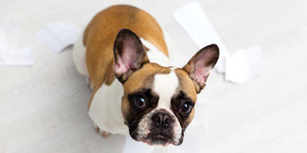 Helping humans understand their dogs