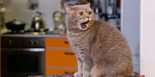 Cats ‘read the room’ better than one might think
