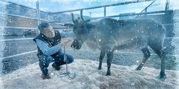 Santa Claus’ official veterinarian OKs reindeer for flight