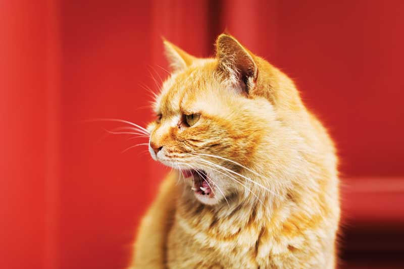 As more pets live into the geriatric stage of the life, cognitive decline has become an increasing concern. Changes in sleep patterns, restlessness, anxiety, and lapses in house training can be stressful for pets, as well as their owners. Photo courtesy kool99 / iStock / Getty Images Plus