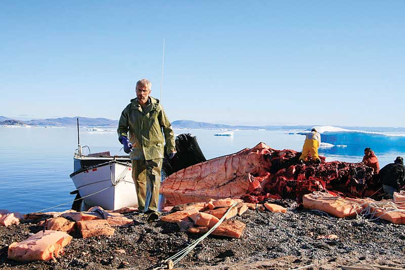 Doing the necropsy of large mammals is, of course, very challenging and requires the collaboration of several people, as well as heavy machinery. Photo by Blair Dunn, DFO
