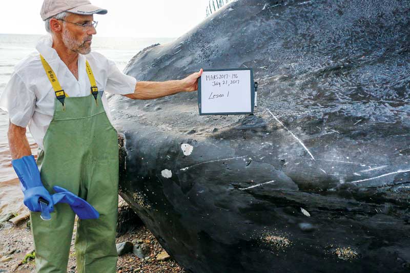 Photo courtesy MARS In 2017, Pierre-Yves Daoust, DMV, PhD, Dipl. ACVP., and a team of researchers performed necropsies on seven North Atlantic right whale carcasses. More than a dozen of the creatures were found dead off the East Coast of Canada and the United States that year. Photo courtesy MARS
