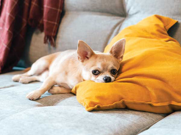 Photo ©BigStockPhoto.com It is entirely possible (even likely) patients presenting with acute vomiting would recover spontaneously without any therapy at all. Treatments, however, can help reduce discomfort and possibly shorten the course of symptoms for some patients. Photo ©BigStockPhoto.com
