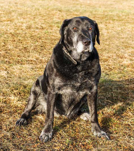 Managing chronic pain is a major quality of life issue for senior pets, as most in this age group have pain and mobility issues from osteoarthritis.