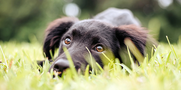 Pet care costs underestimated by many owners