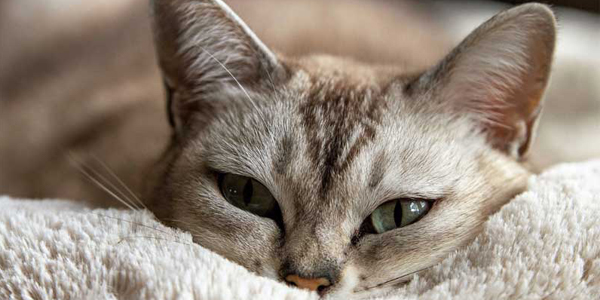 What is the cure for heartworm disease in felines?