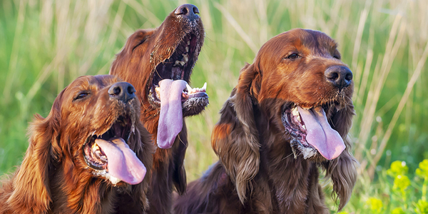Pet-sound decoder, dog-breath modifier selected for Purina program