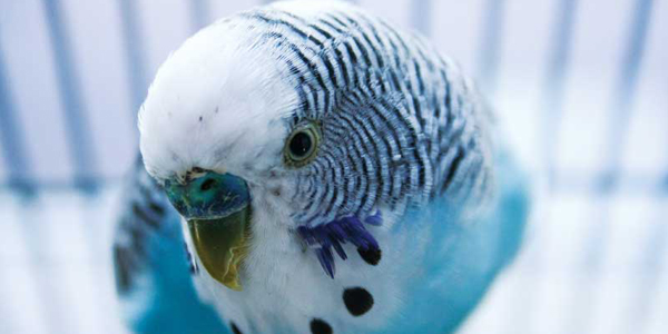 The latest updates on avian analgesia