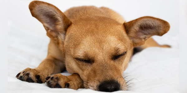 Canine lymphoma tablets OKed by FDA