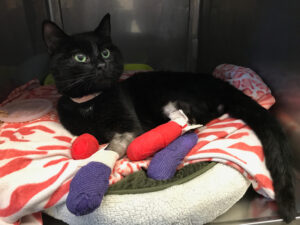 A cat treated for care at UC Davis Veterinary Hospital after 2018 Camp Fire.