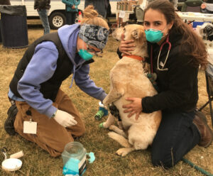 Dog treated by UC Davis veterinary team at an evacuation center during a California wildfire.