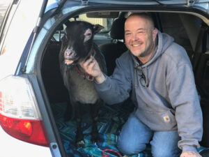 Feather the goat returns home with owner Jim Clark (2018).