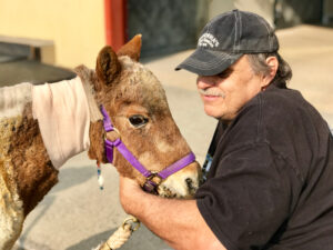 Prince the miniature horse reunites with owner, Jim Hart, after healing from Camp Fire wounds in 2018.