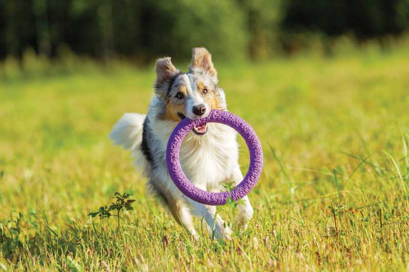 Encourage clients to play with their dogs regularly and take them for daily walks.