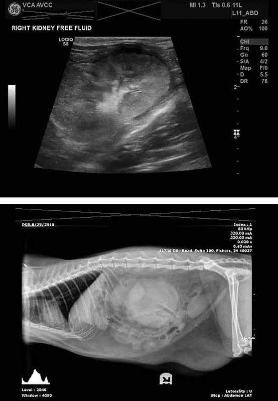 Old challenges and new opportunities in treating feline lymphoma Veterinary Practice News