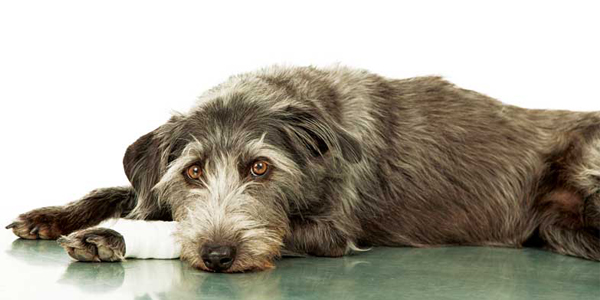 Applying MCI protocols to veterinary triage