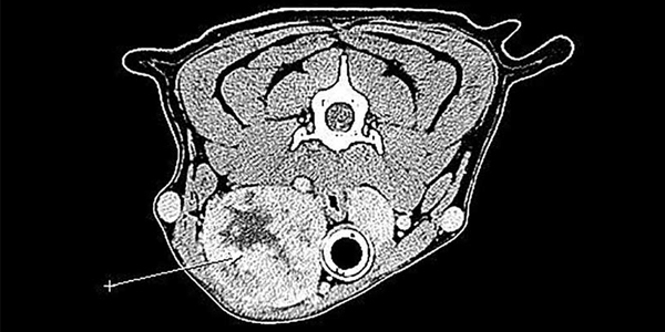 Test your veterinary knowledge with our monthly Brain Teaser!
