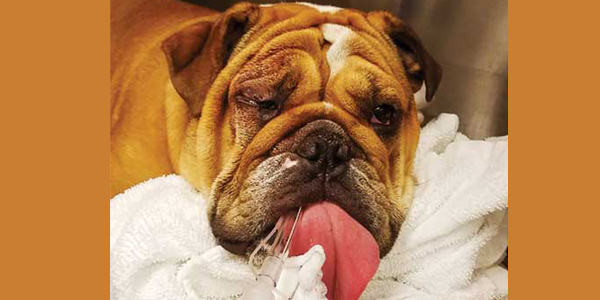 The ABCs of emergency veterinary triage