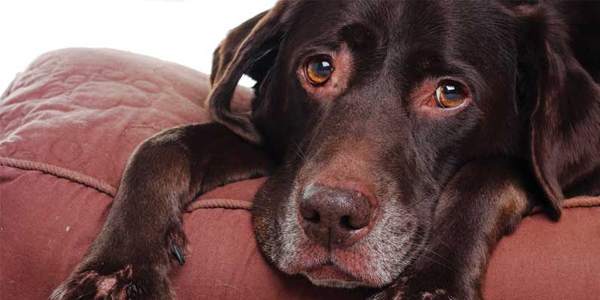 The evolving role of the veterinarian in hospice and end-of-life care
