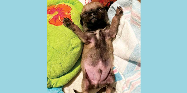 Adoptions are simply a hazard of the job