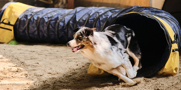 Core strength can ease risk of CCLR in agility dogs