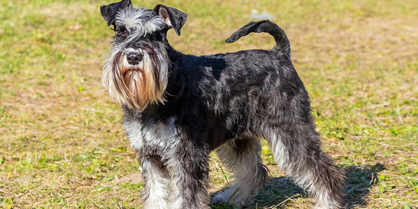 Breed impacts diagnosis, prognosis of MMVD in dogs