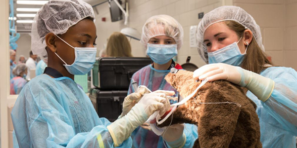 Hands-on learning aims to inspire budding DVMs at junior vet camp