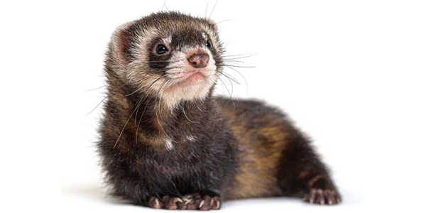 Diagnosing adrenal gland disease in ferrets