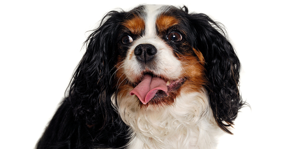 ‘Health-focused’ breeding essential to improving overall welfare of dogs
