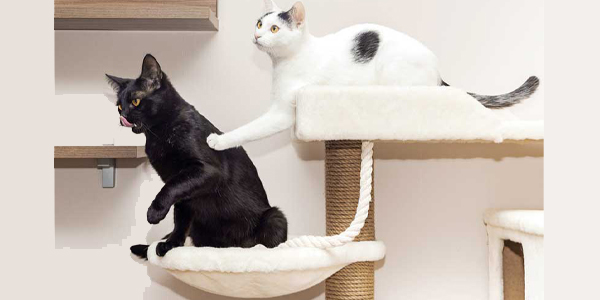 What does the evidence say about feline fitness and dog aerobics?