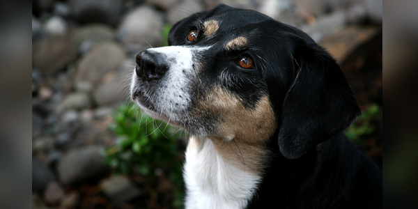 Shelter pet support program lands $7.4M in funding