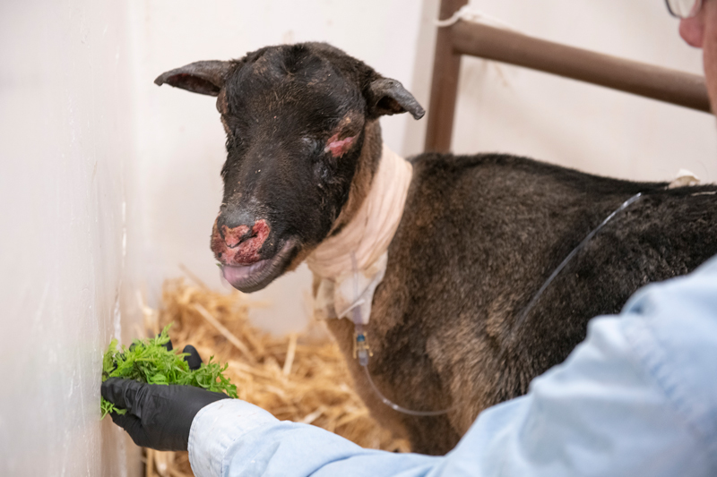 Feather the goat receives veterinary care after Camp Fire. Photos courtesy UC Davis School of Veterinary Medicine