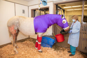 Dr. Monica Aleman feeds applesauce to horse Ava, severely injured in LNU Lightning Complex Fire in 2020.