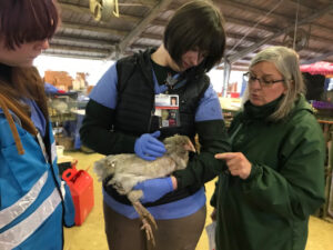Dr. Michelle Hawkins (right) trains UC Davis veterinary students to properly care for animals at an evacuation center.