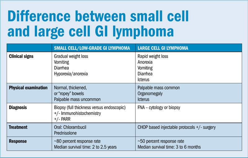 Old challenges and new opportunities in treating feline lymphoma Veterinary Practice News