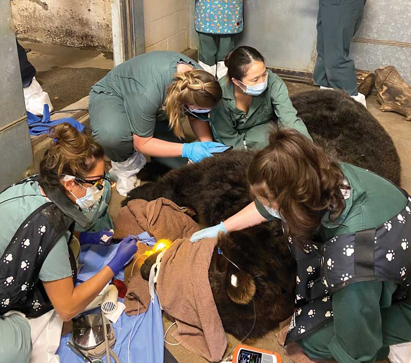 In addition to small animals, Dr. Lowe has worked on grizzly bears, cougars, bearded dragons, foxes, monkeys, and more.