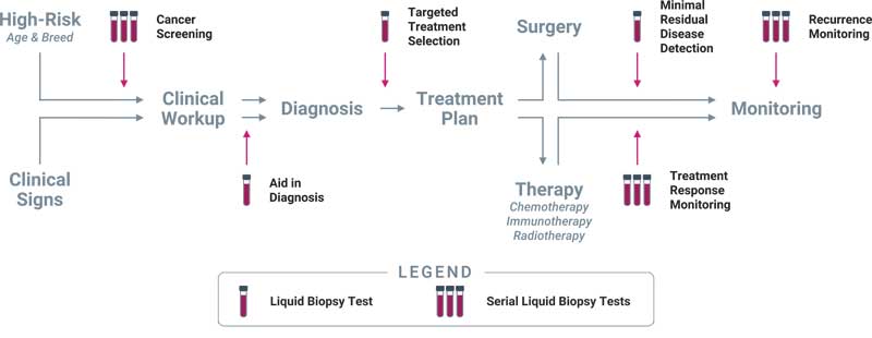Clinical use cases for liquid biopsy in cancer. Liquid biopsy can be used to inform multiple decision points along the entire continuum of cancer care.2