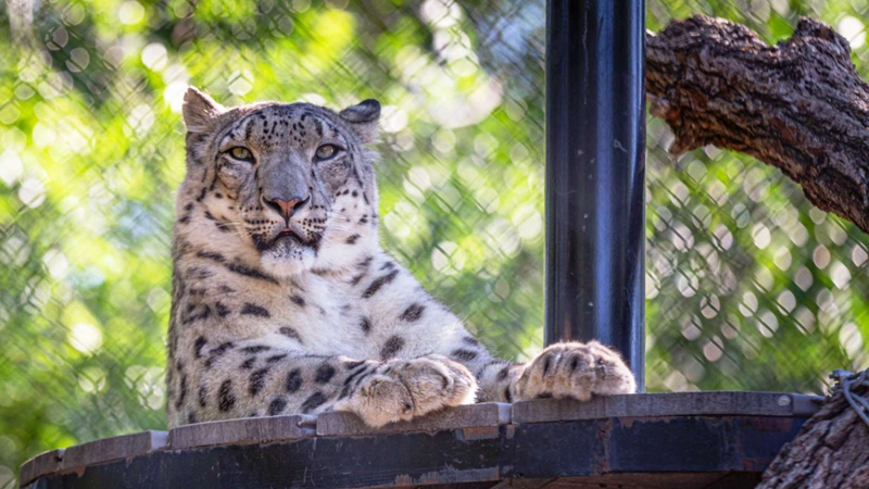 Camels, snow leopards, skunks, and meerkats are among the species set to receive COVID vaccinations at Assiniboine Park Zoo in Winnipeg. Photo by Assiniboine Park Zoo