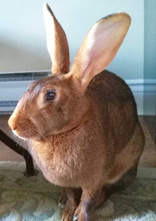 Photo courtesy Veronica Gventsadze An increasing number of veterinarians are adding rabbit care to their practices. Photo courtesy Veronica Gventsadze