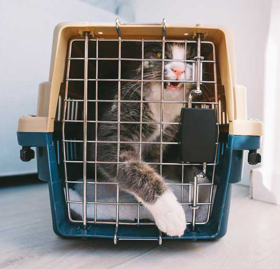 Photo ©BigStockPhoto.com Being at a veterinary clinic is scary enough for pets, but cats in carriers waiting an extra-long time during checkout (and possibly getting sniffed by dogs) adds to their stress. Photo ©BigStockPhoto.com