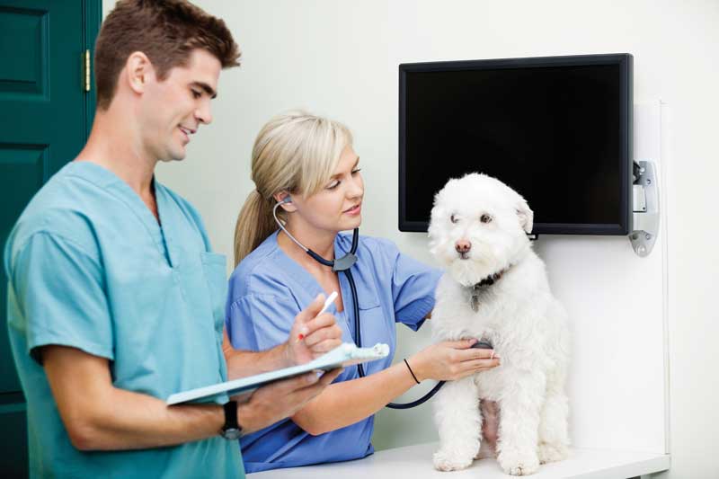 Photo 36284437 © Tyler Olson | Dreamstime.com Veterinary team health and well-being supports the whole team in a holistic manner. Photo 36284437 © Tyler Olson | Dreamstime.com