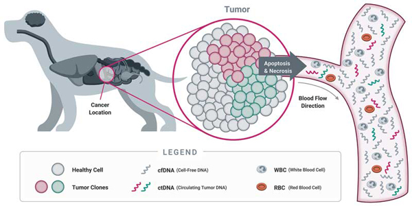 Liquid Biopsy: Revolutionizing Cancer Detection with a Simple Blood Draw